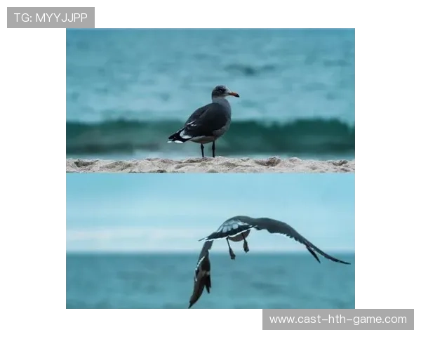 冲浪选手与海鸟并排起浪画面炸裂